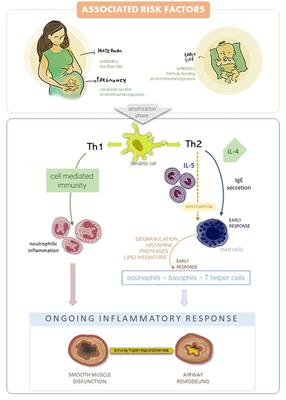 Early Life Microbial Exposure and Immunity Training Effects on Asthma Development and Progression